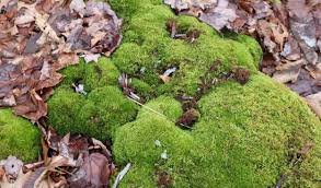 Attēlu rezultāti vaicājumam “Acrocarpous mosses”