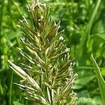 Attēlu rezultāti vaicājumam “Anthoxanthum odoratum fruit”