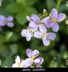 Attēlu rezultāti vaicājumam “Cardaminopsis arenosa flower”