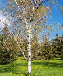 Attēlu rezultāti vaicājumam “Betula papyrifera”