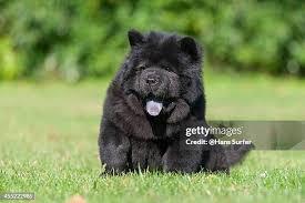 Znalezione obrazy dla zapytania chow