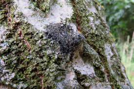 Attēlu rezultāti vaicājumam “Scoliciosporum chlorococcum”