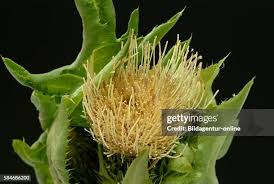 Attēlu rezultāti vaicājumam “Cirsium oleraceum flower”