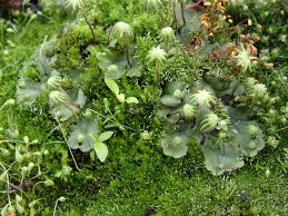 Image result for Marchantia polymorpha