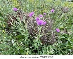 Attēlu rezultāti vaicājumam “Cirsium arvense leaf”