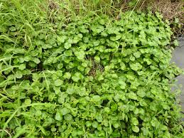 「銅錢草」的圖片搜尋結果