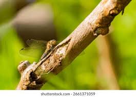 Attēlu rezultāti vaicājumam “Orthetrum cancellatum”