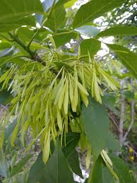 Attēlu rezultāti vaicājumam “Fraxinus pennsylvanica”