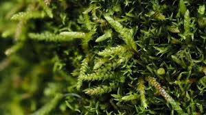 Attēlu rezultāti vaicājumam “Myurella julacea”