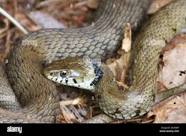 Attēlu rezultāti vaicājumam “Natrix natrix adult”