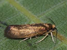 Attēlu rezultāti vaicājumam “Roeslerstammia erxlebella”