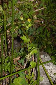Attēlu rezultāti vaicājumam “Galium rivale fruit”