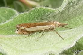 Attēlu rezultāti vaicājumam “Crambus”