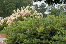 Attēlu rezultāti vaicājumam “Diderma cinereum sessile”