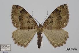 Attēlu rezultāti vaicājumam “Triphosa dubitata”