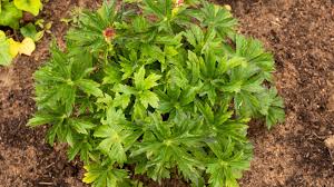 Attēlu rezultāti vaicājumam “Astrantia major leaf”