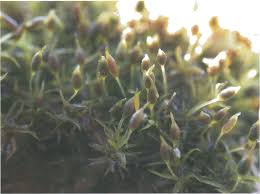 Attēlu rezultāti vaicājumam “Weissia squarrosa”