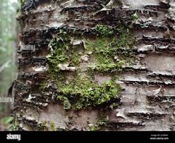 Attēlu rezultāti vaicājumam “Ptilidium pulcherrimum”