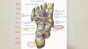 Image result for b%FD%E7ak anatomisi