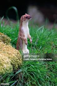 Attēlu rezultāti vaicājumam “Mustela erminea adult”