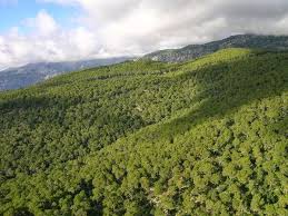 Attēlu rezultāti vaicājumam “Coriolopsis trogii”