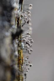 Attēlu rezultāti vaicājumam “Comatricha nigra macro”