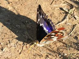 Attēlu rezultāti vaicājumam “Apatura iris male”