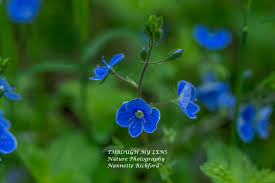 Image result for Veronica chamaedrys