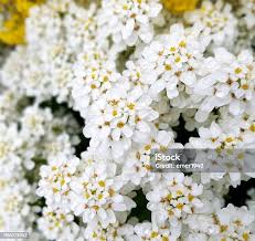 Image result for Iberis amara