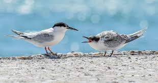 Image result for Sterna dougallii