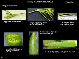 Attēlu rezultāti vaicājumam “Spergularia marina bud”