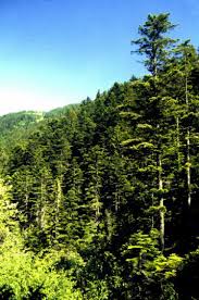 Attēlu rezultāti vaicājumam “Abies alba”