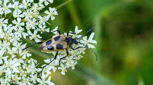Attēlu rezultāti vaicājumam “Pachyta quadrimaculata”