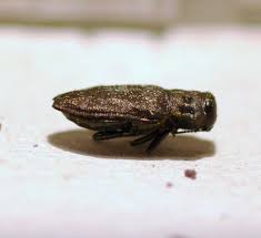 Attēlu rezultāti vaicājumam “Anthaxia quadripunctata”