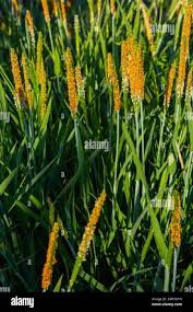 Attēlu rezultāti vaicājumam “Alopecurus aequalis”