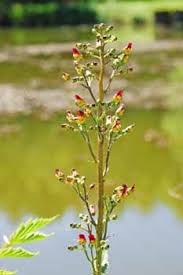 Attēlu rezultāti vaicājumam “Scrophularia nodosa”
