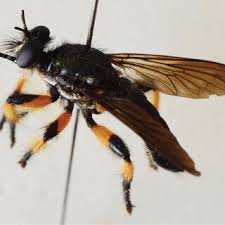 Attēlu rezultāti vaicājumam “Choerades sp.”