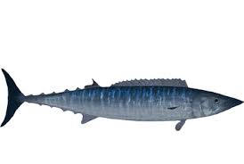 Image result for Acanthocybium solandri