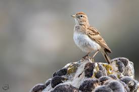 Image result for Calandrella brachydactyla