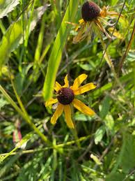 Attēlu rezultāti vaicājumam “Rudbeckia hirta var. pulcherrima”