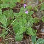 Attēlu rezultāti vaicājumam “Clinopodium vulgare fruit”