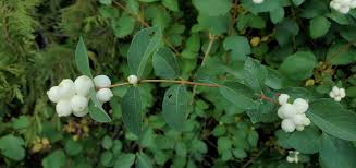 Attēlu rezultāti vaicājumam “Symphoricarpos albus”