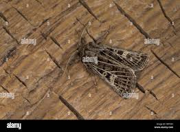 Attēlu rezultāti vaicājumam “Tholera decimalis male”