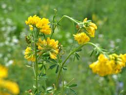 Attēlu rezultāti vaicājumam “Medicago sativa subsp. falcata flower”