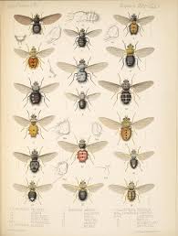 Attēlu rezultāti vaicājumam “Insecta”