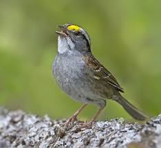 Image result for Zonotrichia albicollis