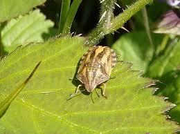 Attēlu rezultāti vaicājumam “Eurygaster testudinaria”