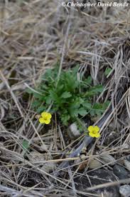 Attēlu rezultāti vaicājumam “Diplotaxis muralis flower”