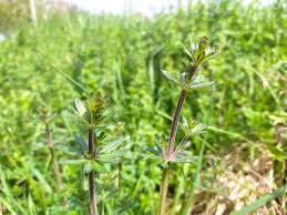 Attēlu rezultāti vaicājumam “Galium album bud”