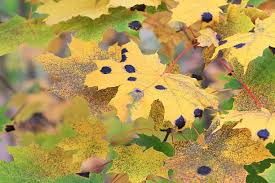 Attēlu rezultāti vaicājumam “Rhytisma acerinum”